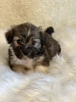 Sancho, a male Havanese for sale in Schoharie, NY – Photo 2 of 2