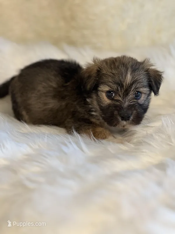 Sancho – Havanese puppy for sale in Schoharie, NY