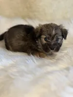 Sancho, a male Havanese for sale in Schoharie, NY – Photo 1 of 2
