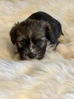 Sergei, a male Havanese for sale in Schoharie, NY – Photo 1 of 2