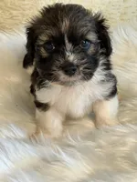 Sergei, a male Havanese for sale in Schoharie, NY – Photo 2 of 2