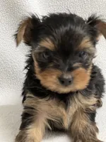 Martha, a female Yorkshire Terrier for sale in Schoharie, NY – Photo 2 of 2