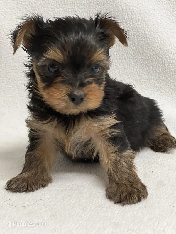 Martha – Yorkshire Terrier puppy for sale in Schoharie, NY