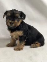 Mark, a male Yorkshire Terrier for sale in Schoharie, NY – Photo 2 of 2
