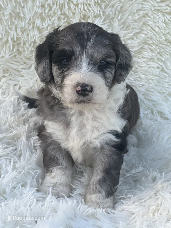 Sloane – Miniature Goldendoodle puppy for sale in Schoharie, NY