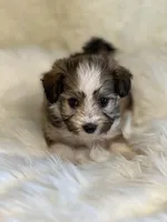 Seb, a male Havanese for sale in Schoharie, NY – Photo 2 of 2