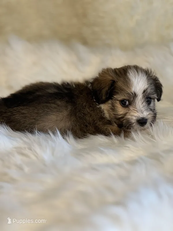 Seb – Havanese puppy for sale in Schoharie, NY