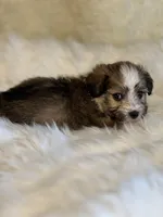 Seb, a male Havanese for sale in Schoharie, NY – Photo 1 of 2