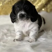 Martin, a male Miniature Dachshund for sale in Schoharie, NY – Photo 2 of 2