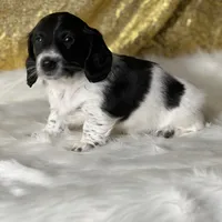 Martin, a male Miniature Dachshund for sale in Schoharie, NY – Photo 1 of 2