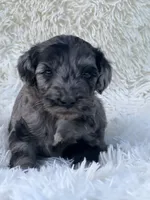Winston, a male Miniature Goldendoodle for sale in Schoharie, NY – 1 of 2