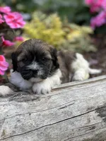 Timmy, a male Cavalier King Charles Spaniel and Shih Tzu for sale in Schoharie, NY – Photo 4 of 5