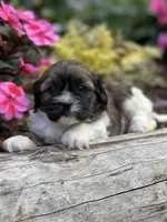 Timmy, a male Cavalier King Charles Spaniel and Shih Tzu for sale in Schoharie, NY – Photo 2 of 5