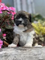 Timmy, a male Cavalier King Charles Spaniel and Shih Tzu for sale in Schoharie, NY – Photo 5 of 5