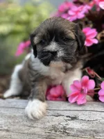 Timmy, a male Cavalier King Charles Spaniel and Shih Tzu for sale in Schoharie, NY – Photo 3 of 5