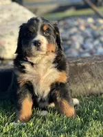 Trina, a female Bernese Mountain Dog for sale in Schoharie, NY – Photo 2 of 2