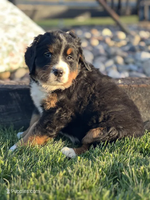 Trina – Bernese Mountain Dog puppy for sale in Schoharie, NY
