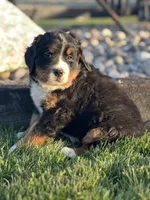 Trina, a female Bernese Mountain Dog for sale in Schoharie, NY – Photo 1 of 2