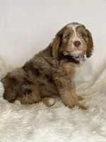 Sterling — Bramble & Bern’s Sterling Legacy, a male Cavalier King Charles Spaniel and Miniature Bernedoodle for sale in Schoharie, NY – 2 of 2