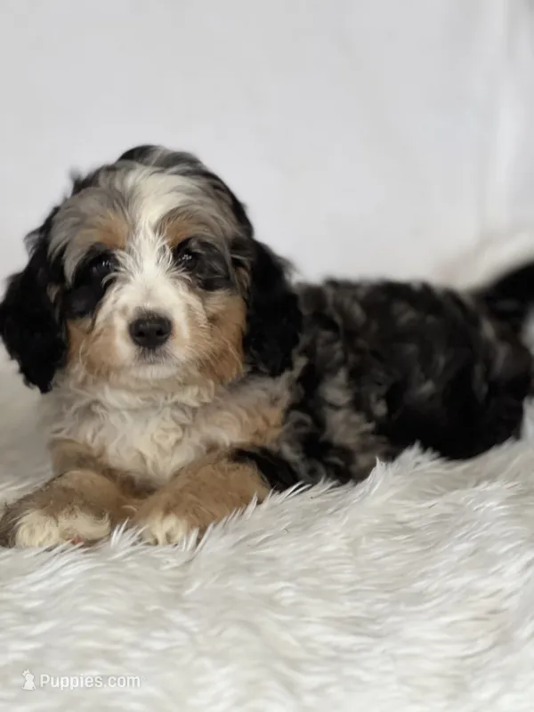 Vesper — Bramble & Bern’s Velvet Vesper – Cavalier King Charles Spaniel, Miniature Bernedoodle puppy for sale in Schoharie, NY