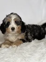 Vesper — Bramble & Bern’s Velvet Vesper, a female Cavalier King Charles Spaniel and Miniature Bernedoodle for sale in Schoharie, NY – 1 of 2