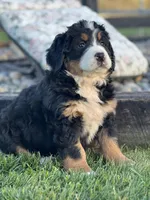 Taira, a female Bernese Mountain Dog for sale in Schoharie, NY – Photo 1 of 2