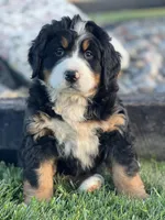 Taira, a female Bernese Mountain Dog for sale in Schoharie, NY – Photo 2 of 2
