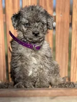 Misty, a female Miniature Goldendoodle for sale in Schoharie, NY – Photo 2 of 2