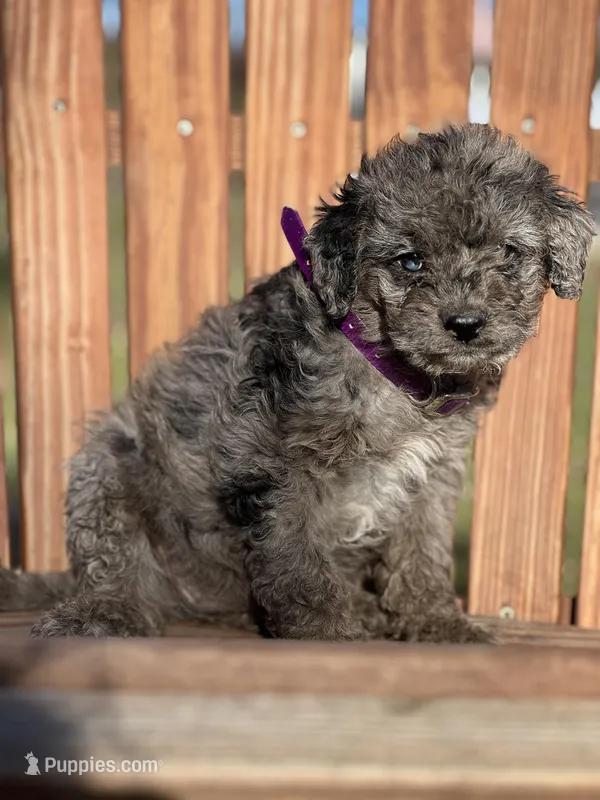 Misty, a female Miniature Goldendoodle for sale in Schoharie, NY – Photo 1 of 2