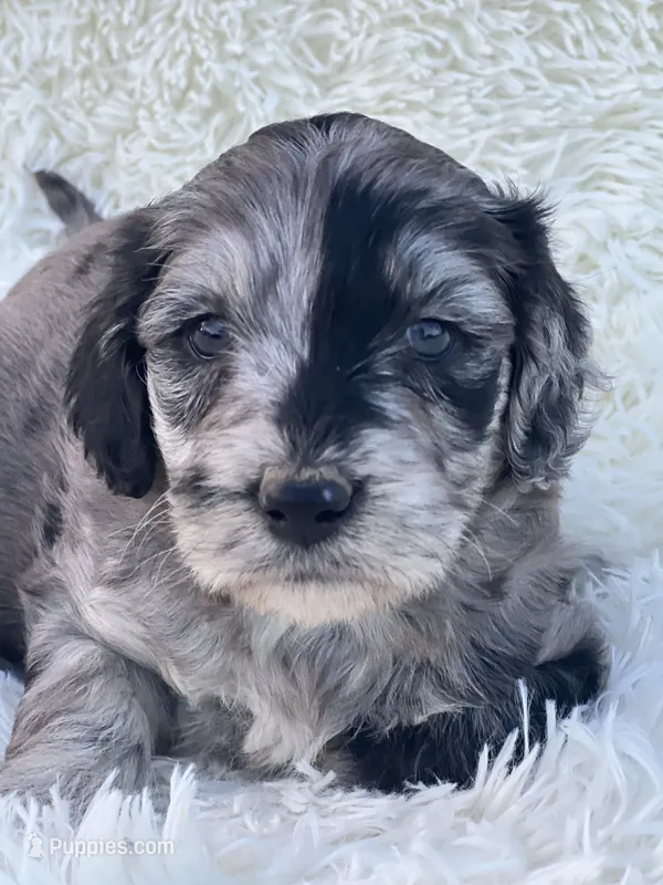 Vivienne – Miniature Goldendoodle puppy for sale in Schoharie, NY