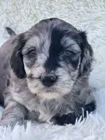 Vivienne, a female Miniature Goldendoodle for sale in Schoharie, NY – 1 of 2
