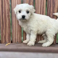 Duke, a male Havanese for sale in Schoharie, NY – Photo 1 of 2