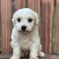 Duke, a male Havanese for sale in Schoharie, NY – Photo 2 of 2
