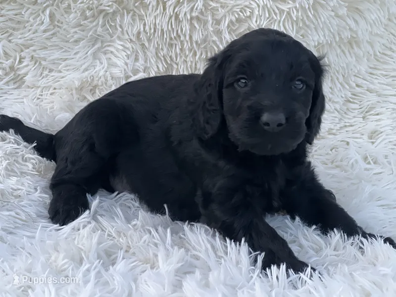 Pippa – Miniature Goldendoodle puppy for sale in Schoharie, NY