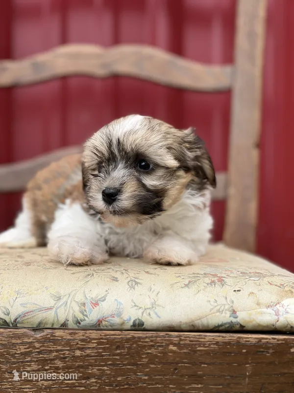 Sugar – Havanese puppy for sale in Schoharie, NY