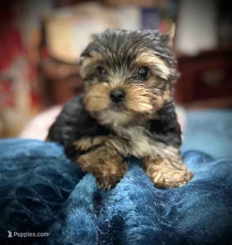 Mom and me puppies | Puppies.com