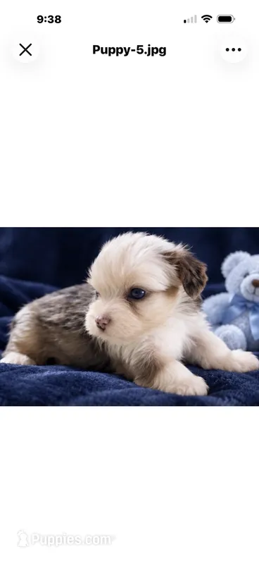 Bentley – Yorkshire Terrier puppy for sale in Enid, MS