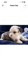 Bentley, a male Yorkshire Terrier for sale in Enid, MS – 1 of 7