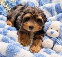 Teddy, a male Yorkshire Terrier for sale in Enid, MS – 5 of 5