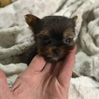 Ruby , a male Yorkshire Terrier for sale in Enid, MS – Photo 3 of 8