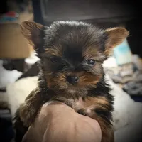 Ruby , a male Yorkshire Terrier for sale in Enid, MS – Photo 8 of 8