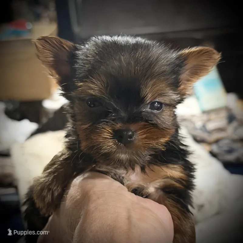Ruby , a male Yorkshire Terrier for sale in Enid, MS – Photo 1 of 8