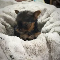 Ruby , a male Yorkshire Terrier for sale in Enid, MS – Photo 6 of 8