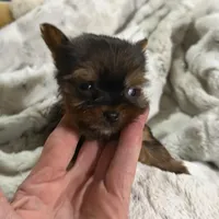 Ruby , a male Yorkshire Terrier for sale in Enid, MS – Photo 4 of 8