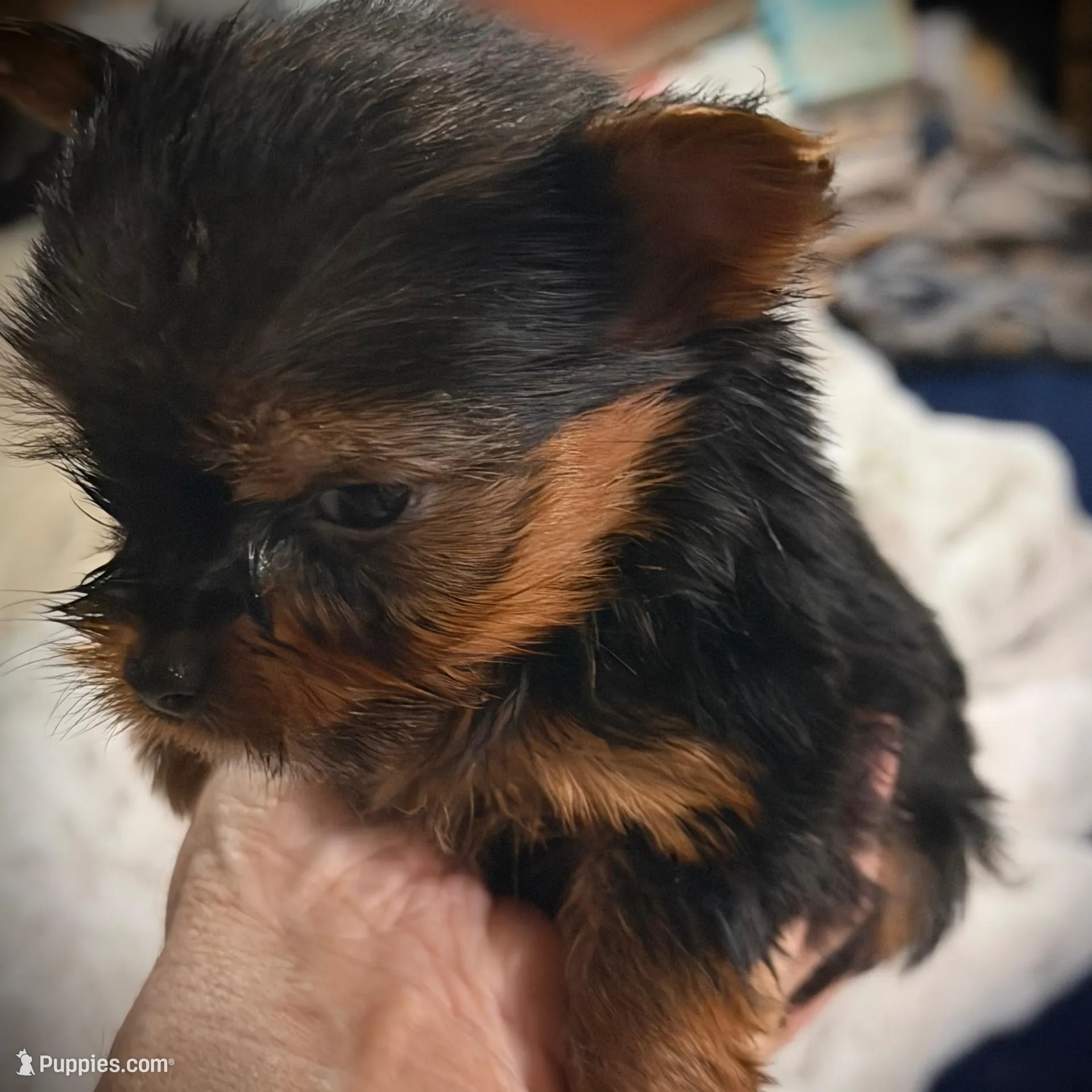 Ruby , a male Yorkshire Terrier for sale in Enid, MS – Photo 2 of 8