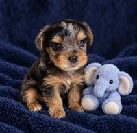 Amy, a female Yorkshire Terrier for sale in Enid, MS – 4 of 8