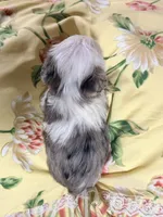 Bentley, a male Yorkshire Terrier for sale in Enid, MS – 3 of 7