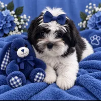 Sam , a male Shih Tzu and Yorkshire Terrier for sale in Enid, MS – 6 of 7
