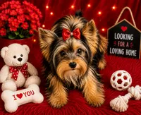 Ruby baby girl, a female Yorkshire Terrier for sale in Enid, MS – 1 of 7