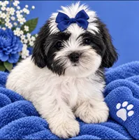 Sam , a male Shih Tzu and Yorkshire Terrier for sale in Enid, MS – 1 of 7